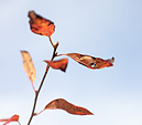 [Fall branch against sky] - Powell Gardens, Kansas City